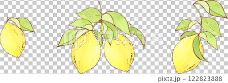 水彩で描いたレモンのイラスト 122823888