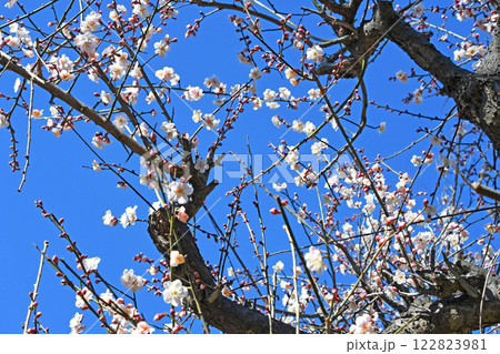 咲き出した梅の花 咲き出した梅の花 122823981