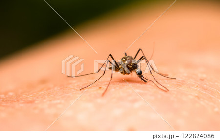 Close-up of mosquito feeding on human skin, transmitting diseases such as malaria, dengue, and Zika virus. Bloodsucking insect posing health risks, illnesses, public health hazard 122824086