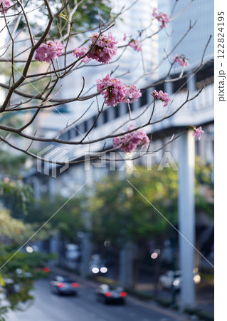 Rosy Trumpet or Pink Tacoma tree, Tabebuia rosea, cheerful blooming against city scene. 122824195