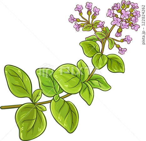 Oregano Branch Colored Detailed Illustration 122824262