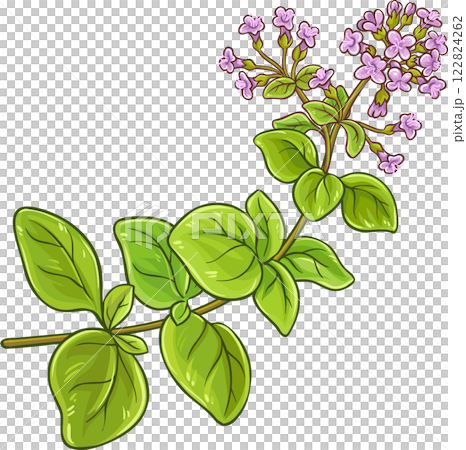 Oregano Branch Colored Detailed Illustration 122824262