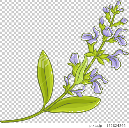 Sage Plant with Flowers and Leaves Colored Detailed Illustration. 122824263
