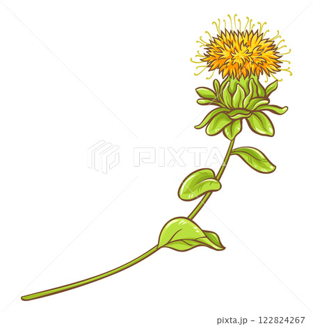 Safflower Plant Colored Detailed Illustration 122824267