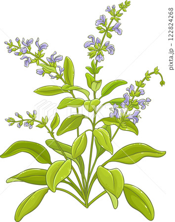 Sage Plant with Flowers and Leaves Colored Detailed Illustration. 122824268