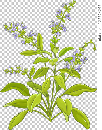 Sage Plant with Flowers and Leaves Colored Detailed Illustration. 122824268