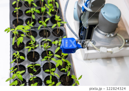 A robot in a greenhouse evaluates the quality of tomato seedlings using a sensor. Smart farming A robot in a greenhouse evaluates the quality of tomato seedlings using a sensor. Smart farming 122824324