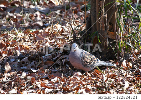 キジバト（雉鳩） 122824521