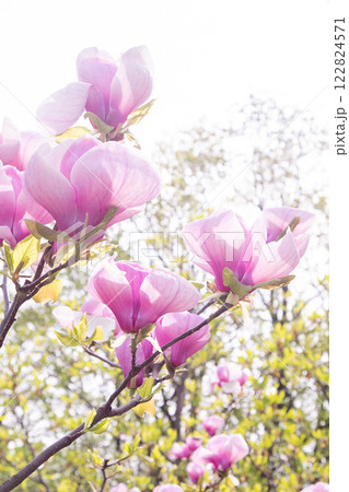 Pink magnolia flowers. Flower bud on a tree branch in the garden. 122824571