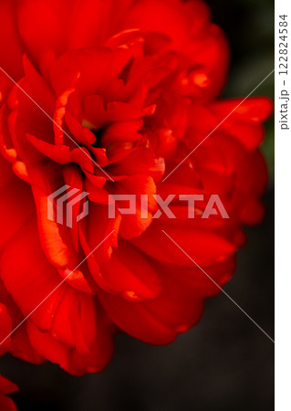 Red tulip flower background Petal bud Red tulip flower background Petal bud 122824584