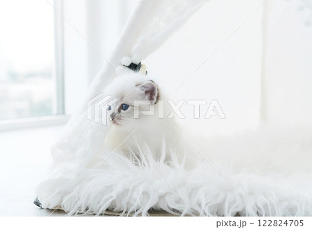 Nice Little White Kitten In A Light Fluffy Bed In Light Room 122824705