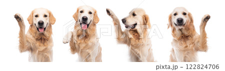Golden retriever dog with paw up isolated on a white background 122824706