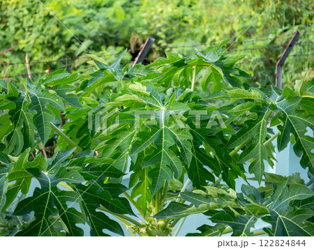 Growing papaya plants in vibrant gardens tropical setting nature lush environment close-up view Growing papaya plants in vibrant gardens tropical setting nature lush environment close-up view 122824844
