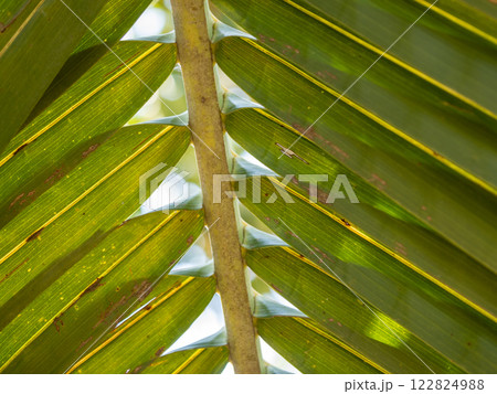 Nature's serenity exploring sunlit canopy of lush green palm leaves in paradise Nature's serenity exploring sunlit canopy of lush green palm leaves in paradise 122824988
