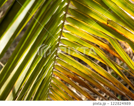 Vibrant green palm leaves tropical forest nature close-up natural beauty textures Vibrant green palm leaves tropical forest nature close-up natural beauty textures 122824989