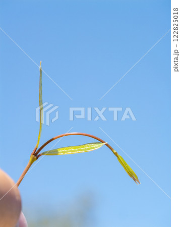Delicate leaf growth outdoor environment nature clear sky close-up perspective Delicate leaf growth outdoor environment nature clear sky close-up perspective 122825018