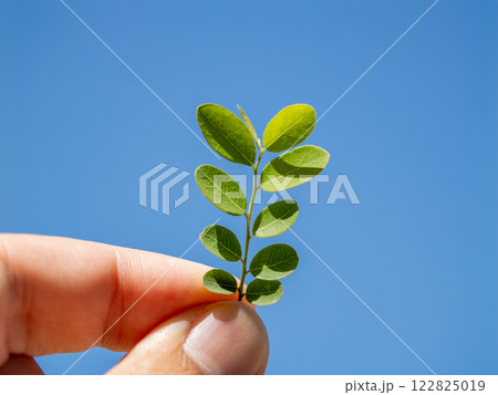 Holding a fresh green leaf against a clear blue sky nature close-up outdoor serenity perspective Holding a fresh green leaf against a clear blue sky nature close-up outdoor serenity perspective 122825019