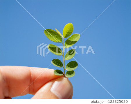 Hand holding a green leaf against a clear sky nature focus outdoor close-up organic beauty Hand holding a green leaf against a clear sky nature focus outdoor close-up organic beauty 122825020