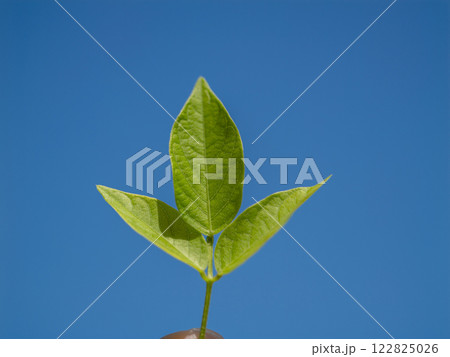 Growing green leaf development in nature outdoor setting close-up vibrant sky 122825026