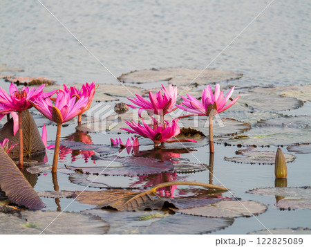 Lotus flower blossoms in tranquil water nature scene outdoor serenity scenic view 122825089