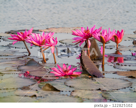 Lotus flower blooming in tranquil lake nature scene serene environment close-up view 122825102