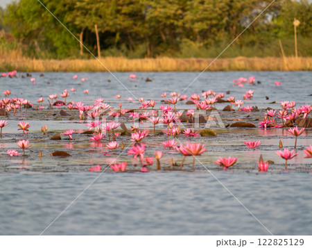 Aerial serenity lotus flower blooming over tranquil waterbody in lush nature Aerial serenity lotus flower blooming over tranquil waterbody in lush nature 122825129