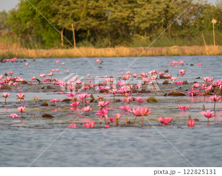 Lotus flower blooming in tranquil water serene nature scene vibrant environment peaceful view Lotus flower blooming in tranquil water serene nature scene vibrant environment peaceful view 122825131