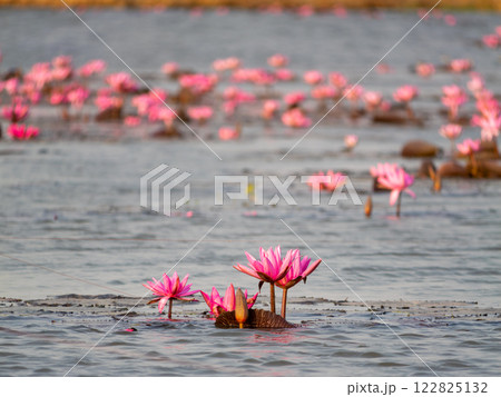 Lotus flower blooming in tranquil waters scenic lake nature photography serene environment Lotus flower blooming in tranquil waters scenic lake nature photography serene environment 122825132