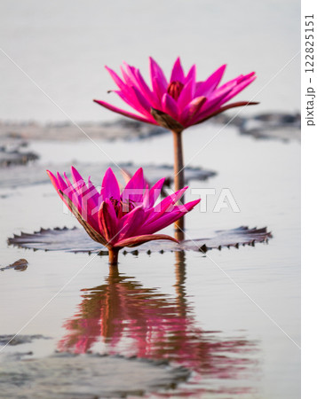 Lotus flower blooming in tranquil waters nature photography serene environment close-up view 122825151