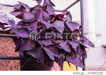 Oxalis flower. Purple leaves. 122825285