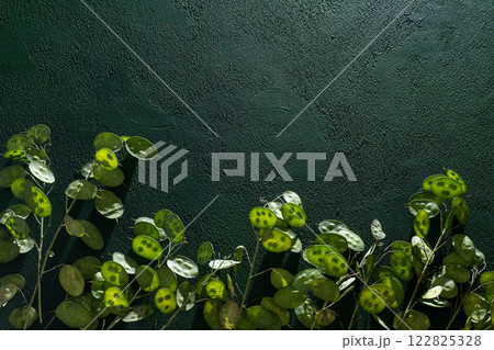 Green leafy background. Lunaria leaves. Dried flower plant. 122825328