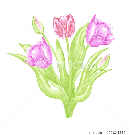 Hand drawn watercolor tulips bouquet. Illustration of flowers isolated on white background. Can be used for postcard, label, scrapbook and other printed products. 122825511