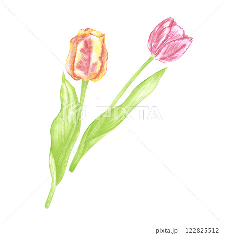 Hand drawn watercolor red yellow and pink tulips with green leaves composition. Flowers isolated on white background. Can be used for postcard, label, scrapbook and other printed products. Hand drawn watercolor red yellow and pink tulips with green leaves composition. Flowers isolated on white background. Can be used for postcard, label, scrapbook and other printed products. 122825512