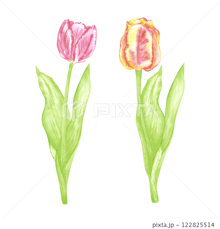 Hand drawn watercolor red and yellow tulips with green leaves. Illustration of flowers isolated on white background. Can be used for postcard, label, scrapbook and other printed products. 122825514