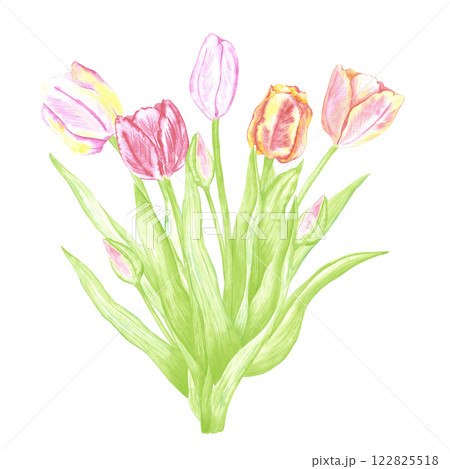 Hand drawn watercolor tulips bouquet. Illustration of flowers isolated on white background. Can be used for postcard, label, scrapbook and other printed products. 122825518