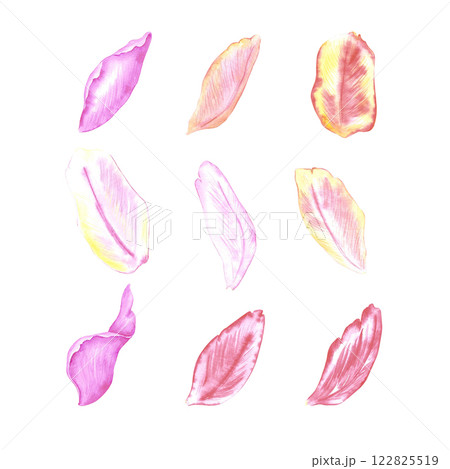 Hand drawn watercolor set of colorful tulips petals. Botanical illustration isolated on white background. Can be used for postcard, label, scrapbook and other printed products. 122825519