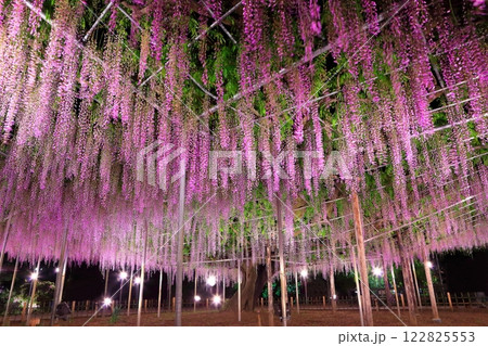 【栃木県】あしかがフラワーパークの大藤棚のライトアップ（ふじのはな物語） 122825553