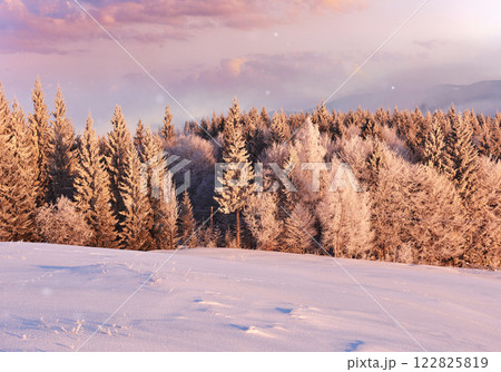 Sunny morning scene in the mountain forest. Bright winter landscape in the snowy wood, Happy New Year celebration concept 122825819
