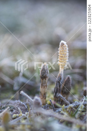 早春のつくし　霜の中で元気よく 122825904
