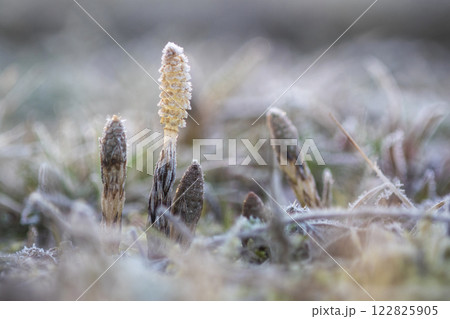 早春のつくし　霜の中で元気よく 122825905