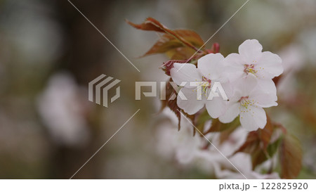 cherry blossom on a cloudy spring day cherry blossom on a cloudy spring day 122825920
