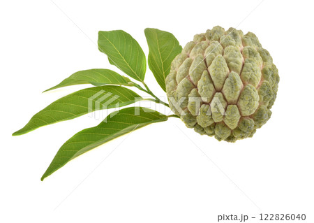 custard apple with leaf on white background custard apple with leaf on white background 122826040