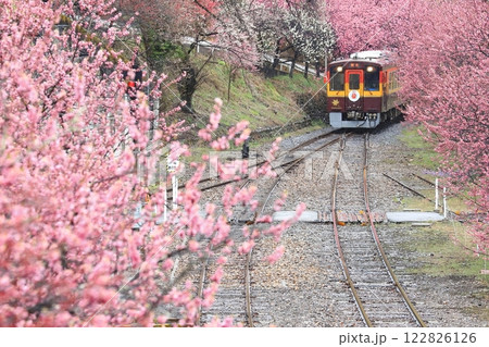 わたらせ渓谷鐵道「小雨降る花桃の花に囲まて走る列車」 122826126