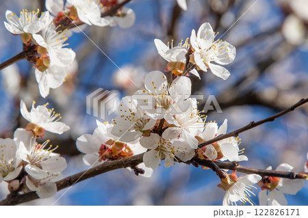 White flowers of the apricot tree. Spring flowering branches in the garden. White flowers of the apricot tree. Spring flowering branches in the garden. 122826171