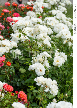 A bush of white roses in a flowerbed in the garden. 122826172