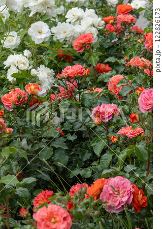 Pink orange rose bud in the garden. Flower petals 122826173