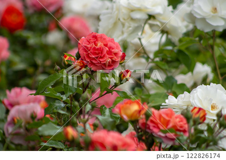 Roses bush in the garden. Flower petals bud 122826174