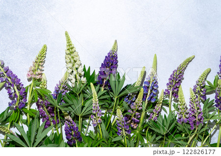 Lupine flowers. Purple and pink bud. 122826177
