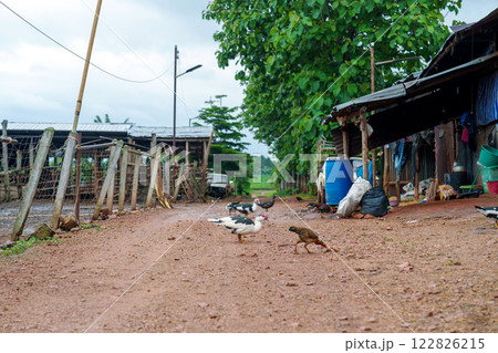 Muscovy duck walking 122826215