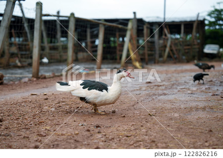 Muscovy duck walking 122826216
